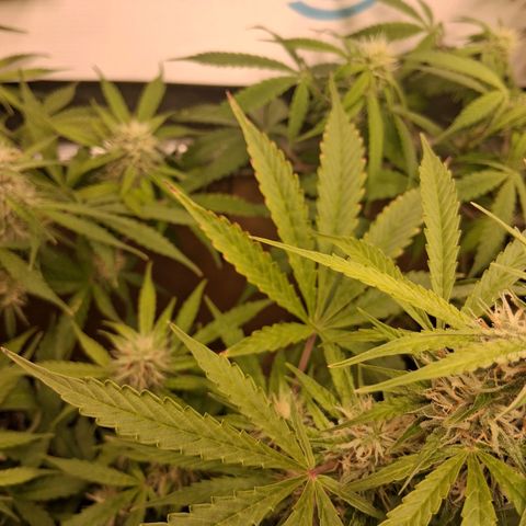 2 Auto Power Plant growlog timeline photo