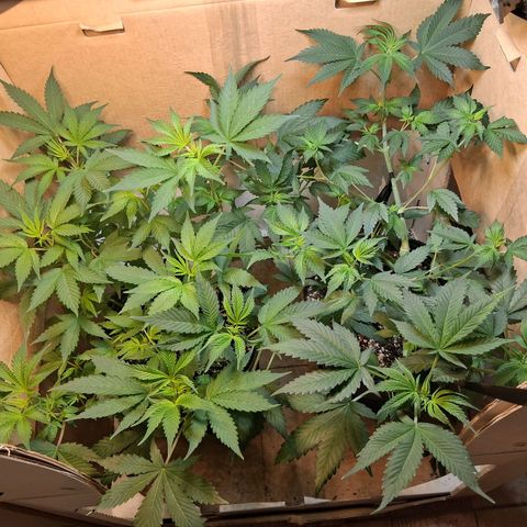 2 Egypto Indian seeds growlog photo: le seguimos defoliando asi no se estira mucho