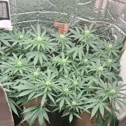 3 Critical Orange Punch growlog timeline photo