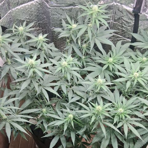 3 Critical Orange Punch growlog timeline photo