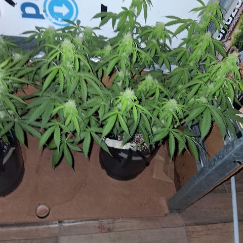 2 Auto Power Plant growlog timeline photo