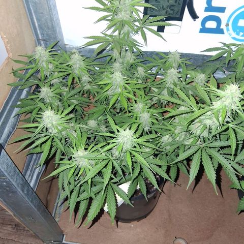 2 Auto Power Plant growlog timeline photo