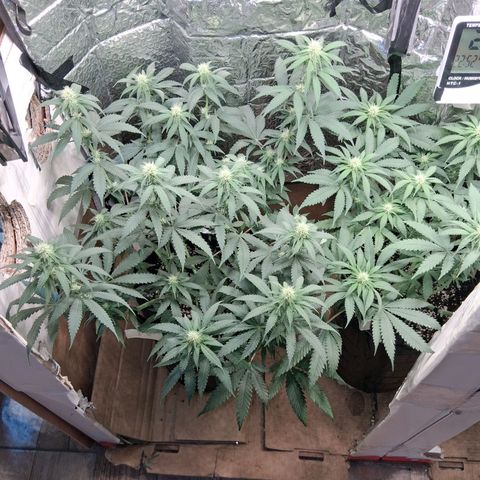 3 Critical Orange Punch growlog timeline photo