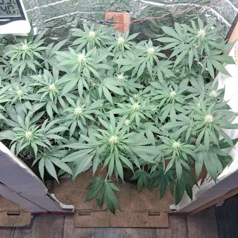 3 Critical Orange Punch growlog timeline photo