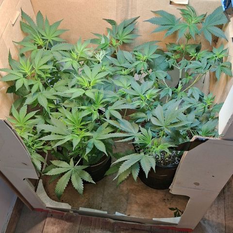 2 Egypto Indian seeds growlog timeline photo