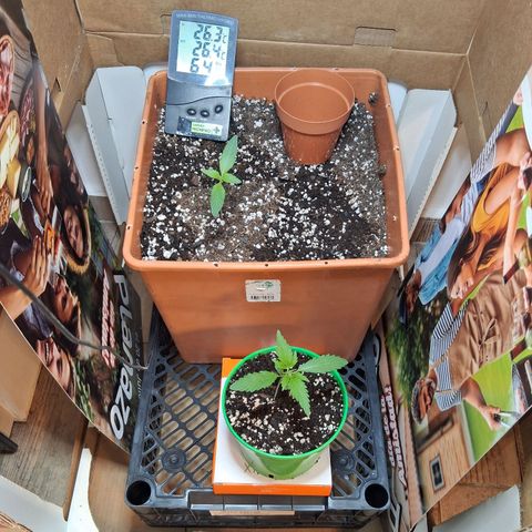 2 Rainbow maker Bsf  growlog timeline photo