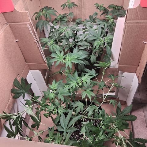 2 Egypto Indian seeds growlog timeline photo