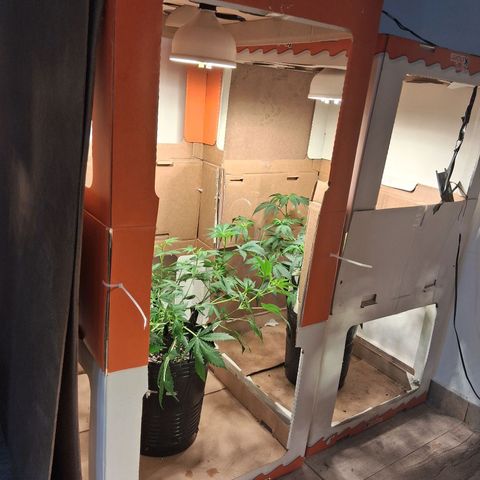 2 Egypto Indian seeds growlog timeline photo