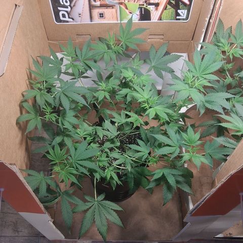 2 Egypto Indian seeds growlog timeline photo