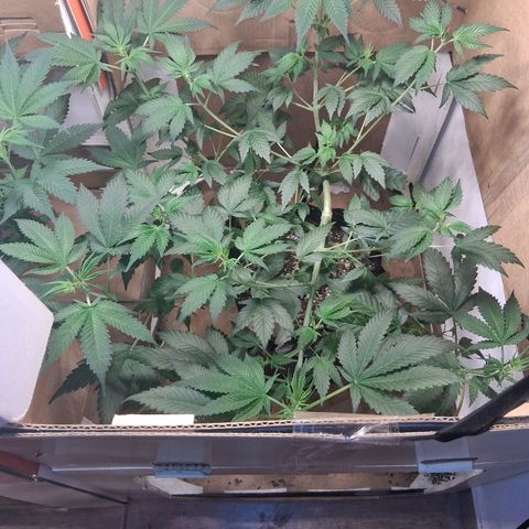 2 Egypto Indian seeds growlog timeline photo
