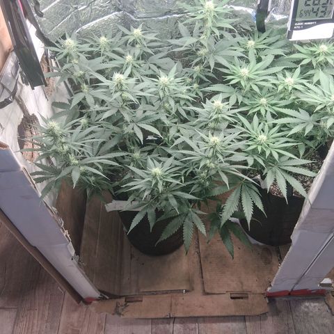 3 Critical Orange Punch growlog timeline photo