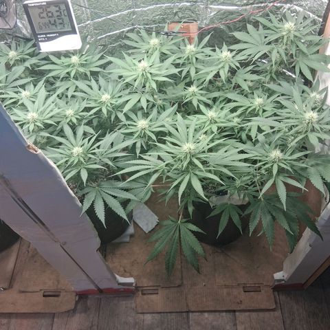 3 Critical Orange Punch growlog timeline photo