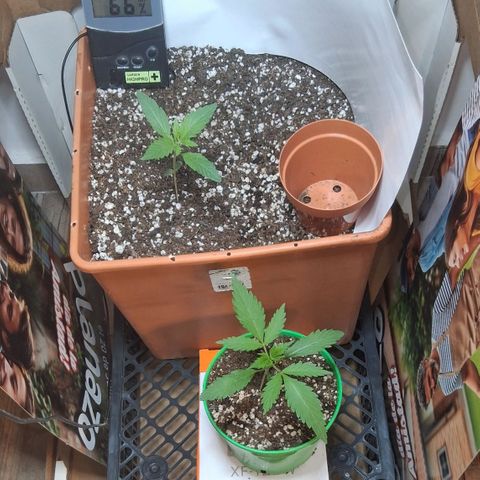 2 Rainbow maker Bsf  growlog timeline photo