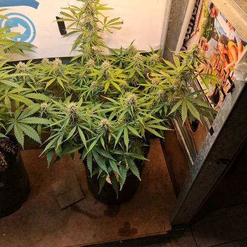 2 Auto Power Plant growlog timeline photo