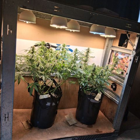 2 Auto Power Plant growlog timeline photo