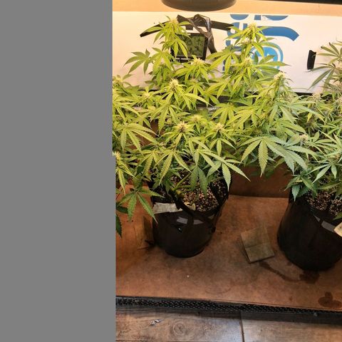 2 Auto Power Plant growlog timeline photo