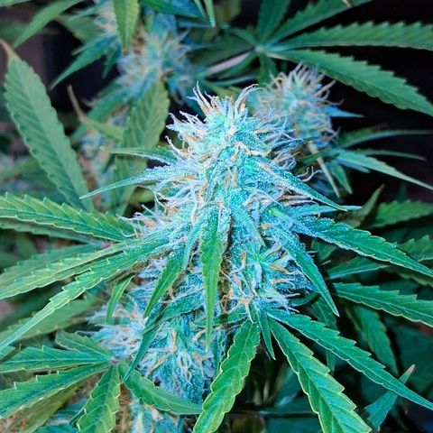 2 Auto Power Plant growlog photo: se ajusto el lst 