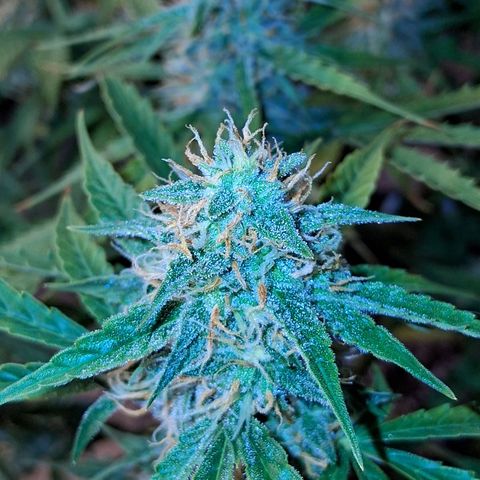 2 Auto Power Plant growlog photo: se ajusto el lst 