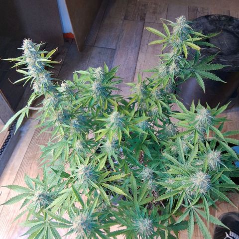 2 Auto Power Plant growlog photo: se ajusto el lst 