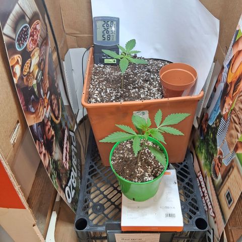 2 Rainbow maker Bsf  growlog timeline photo