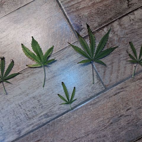 2 Auto Power Plant growlog photo: se ajusto el lst 