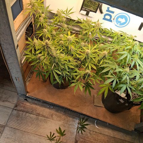 2 Auto Power Plant growlog photo: se ajusto el lst 