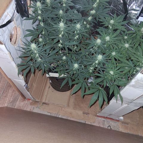 3 Critical Orange Punch growlog timeline photo