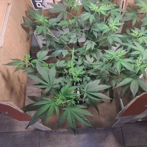 2 Egypto Indian seeds growlog timeline photo