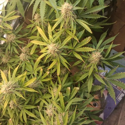 2 Auto Power Plant growlog timeline photo