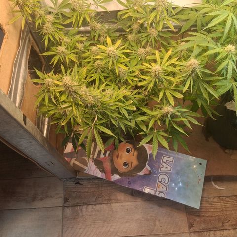 2 Auto Power Plant growlog timeline photo