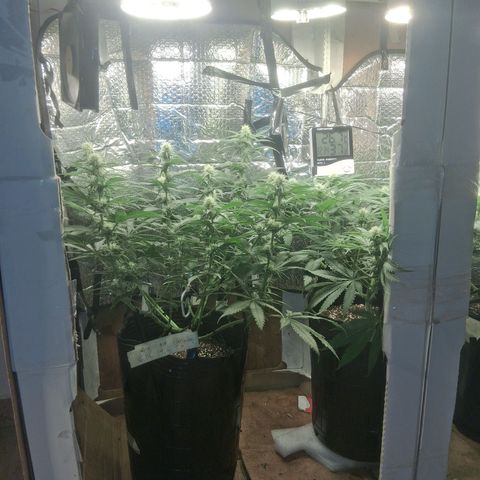 3 Critical Orange Punch growlog timeline photo