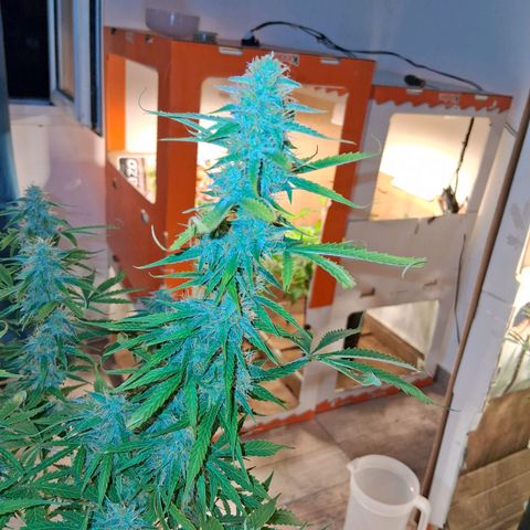 2 Auto Power Plant growlog timeline photo