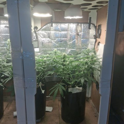 3 Critical Orange Punch growlog timeline photo