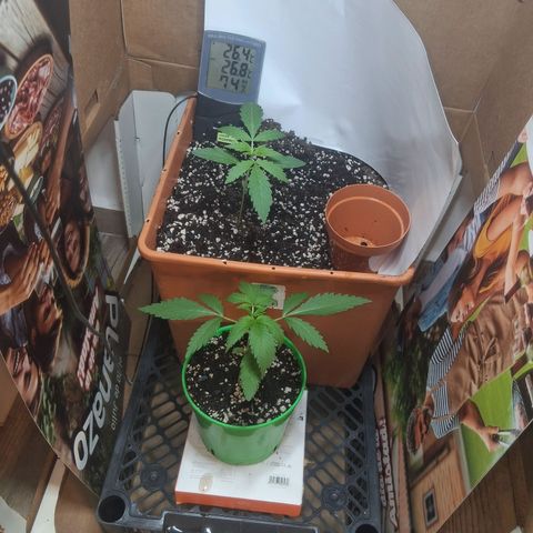 2 Rainbow maker Bsf  growlog timeline photo