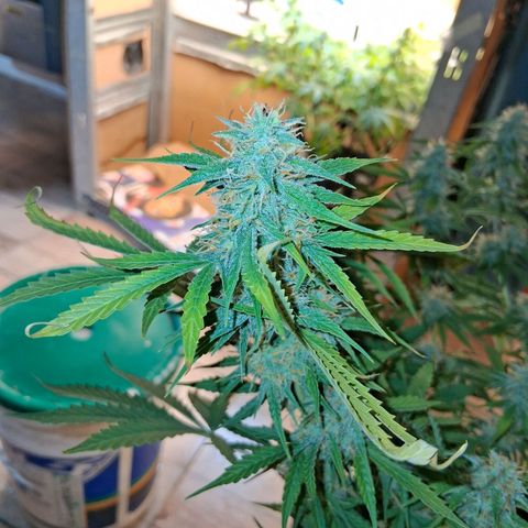 2 Auto Power Plant growlog timeline photo