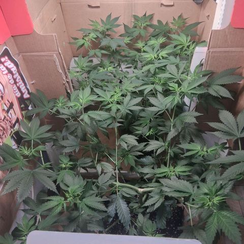 2 Egypto Indian seeds growlog timeline photo