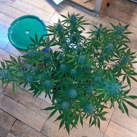 2 Auto Power Plant growlog timeline photo