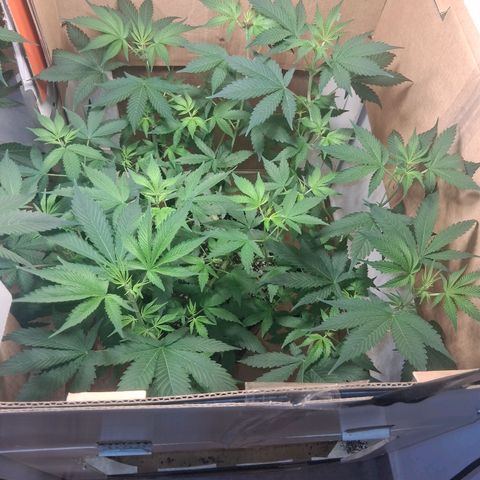 2 Egypto Indian seeds growlog timeline photo