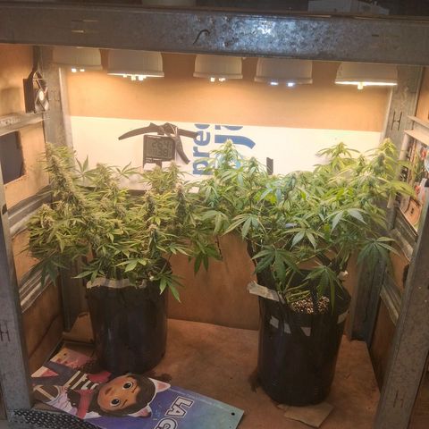 2 Auto Power Plant growlog timeline photo