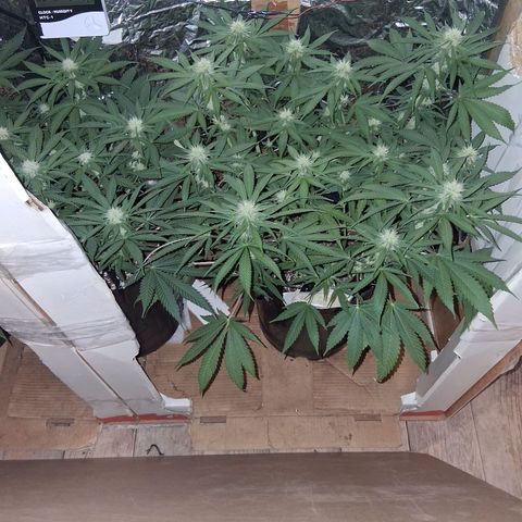 3 Critical Orange Punch growlog timeline photo