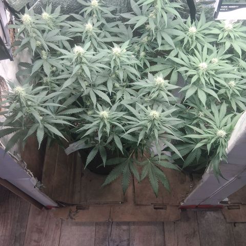 3 Critical Orange Punch growlog timeline photo