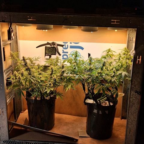 2 Auto Power Plant growlog photo: se ajusto el lst 