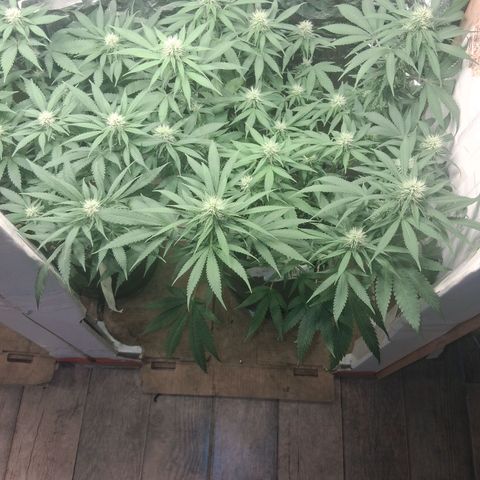 3 Critical Orange Punch growlog timeline photo