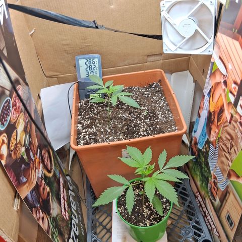 2 Rainbow maker Bsf  growlog photo: Venti nuevo