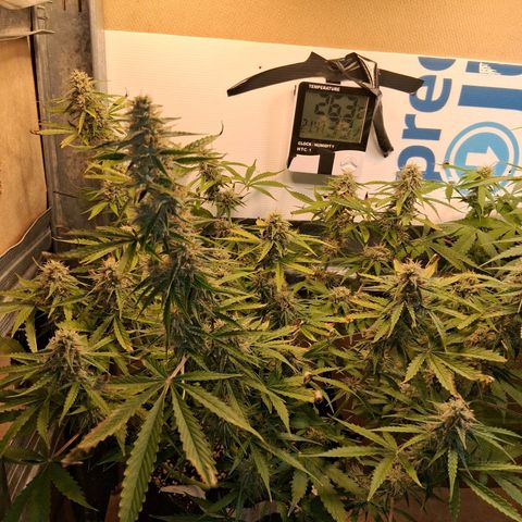 2 Auto Power Plant growlog timeline photo
