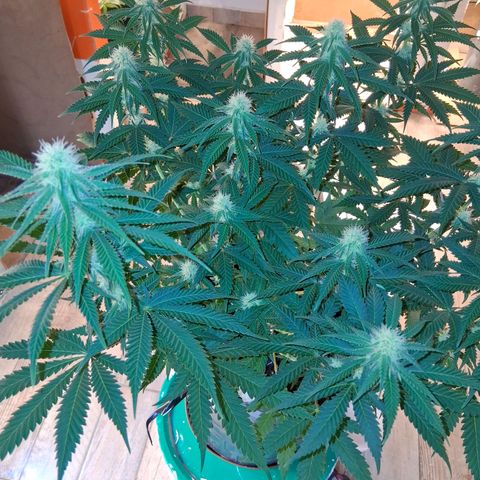 3 Critical Orange Punch growlog photo: Hoy descubrimos q el medidor marcaba 0.8 mas de lo real. ph 5.3 en sustratos pero siempre comiendo. proximos riegos ph 7.0 real tricodermas y booster
