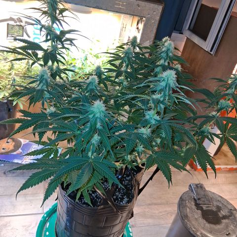 3 Critical Orange Punch growlog photo: Hoy descubrimos q el medidor marcaba 0.8 mas de lo real. ph 5.3 en sustratos pero siempre comiendo. proximos riegos ph 7.0 real tricodermas y booster