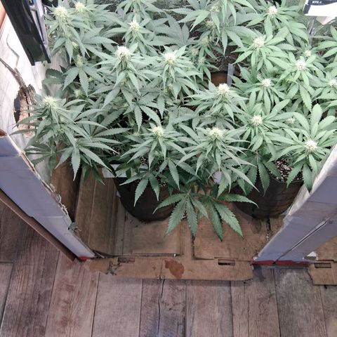3 Critical Orange Punch growlog photo: Hoy descubrimos q el medidor marcaba 0.8 mas de lo real. ph 5.3 en sustratos pero siempre comiendo. proximos riegos ph 7.0 real tricodermas y booster