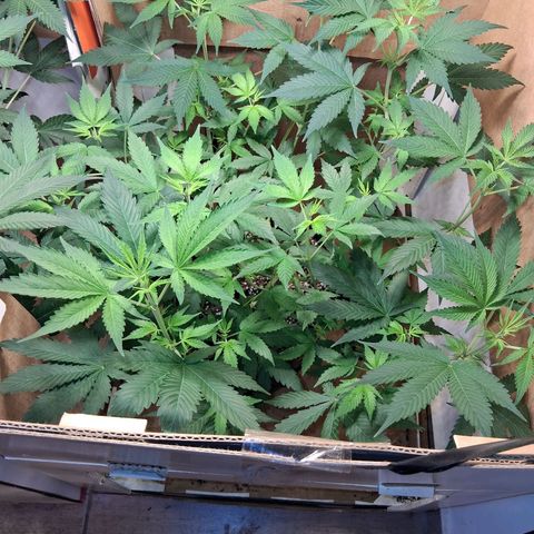 2 Egypto Indian seeds growlog photo: empiezan a aparecer los primeros pelitos blancos
