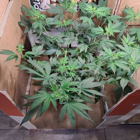 2 Egypto Indian seeds growlog photo: empiezan a aparecer los primeros pelitos blancos